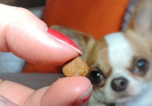 Échantillon gratuit de croquettes Canem Expert